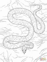 Coloring Pages Snake Gopher Drawing sketch template