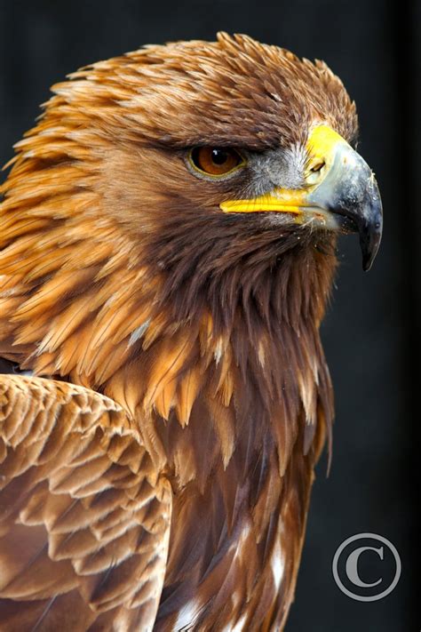 male golden eagle birds wildlife photography  martin eager