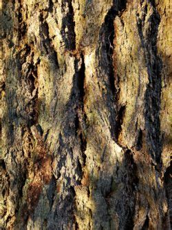 species highlight douglas fir   love  trees llc   love  trees llc