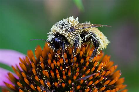 bee covered  pollen  purple coneflower  paul roedding photography