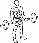 Bizeps Biceps Barbell sketch template