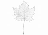 Leaf Maple Sketch Digital sketch template