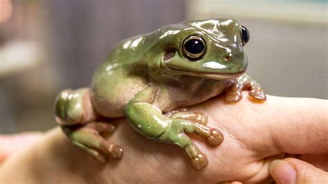 beginners guide  keeping frogs  pets frogpets