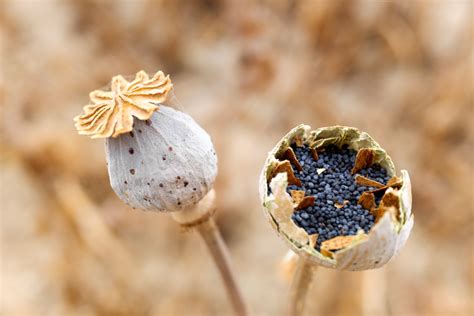 delicious reasons  grow breadseed poppies