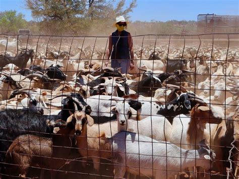 goats become popular pie menu farm weekly western australia