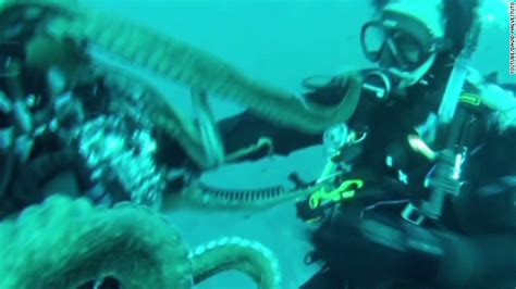octopus snatches diver s camera video