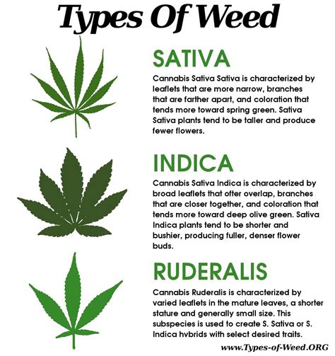 types  weed marijuana plant  leaf characteristics  effects