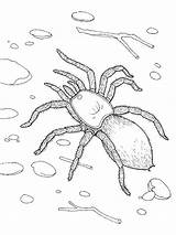 Coloring Tarantula Spider Ground Walking Color sketch template