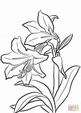 Amaryllis Coloring Pages Flowers Printable Drawing Supercoloring Categories sketch template