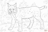 Coloring Lynx Pages Forest Printable Bobcats Supercoloring Categories sketch template
