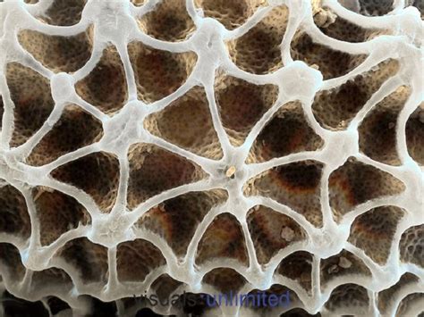 Butterfly Egg Microscopic Photography Insect Eggs Patterns In Nature