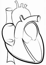 Humano Corazones Congestive Corazón Failure Umano Getdrawings Organ Openclipart Srdce Anatomical Supercoloring Similars sketch template
