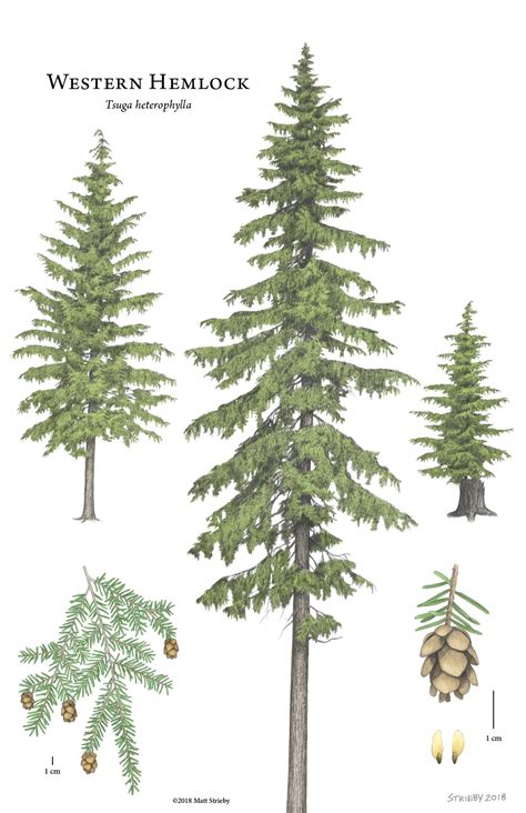 western hemlock tree identification guidethepoetandtheplantcom