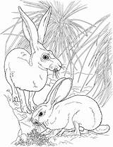 Tailed Jackrabbits Hare Lepre Meglio Coda Wildlife sketch template