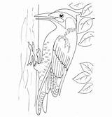 Specht Carpintero Pajaro Woodpecker Picchio Ausmalbild Dibujo Stampare Disegnare Woodpeckers Ausdrucken sketch template