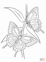 Butterflies Ulysses Swallowtail Morpho Motyle Kolorowanki Kolorowanka Supercoloring Schmetterlinge Rama Farfalle Insekten Ulisse Insect Borboletas Druku Funchap Borboleta Motyl Motylami sketch template