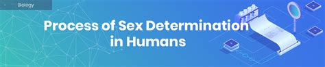 Process Of Sex Determination In Humans Topdissertations