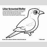Roller Breasted Lilac Coloring Designlooter Sample 67kb 400px sketch template