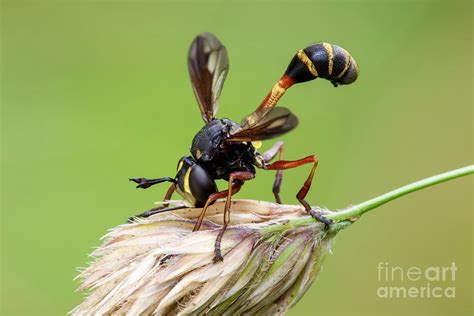 Thick Headed Fly Photograph By Heath Mcdonald Science Photo Library