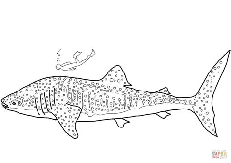 whale shark coloring page  printable coloring pages
