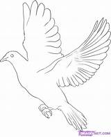 Dove Drawing Draw Bird Coloring Flying Outline Pigeon Line Birds Peace Step Cartoon Template Animals Tattoo Drawings Getdrawings Pages Library sketch template