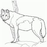 Kleurplaat Wolves Timberwolf Wolven Kleurplaten sketch template
