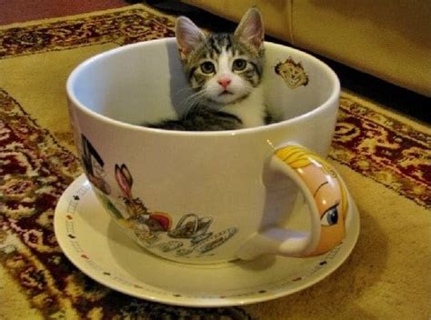 interesting facts  teacup kittens page