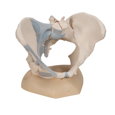 Female Pelvis Skeleton Model With Ligaments 3 Part 3b Smart Anatomy
