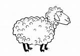 Coloring Lamb Sheep sketch template