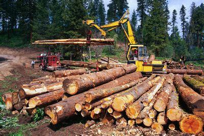 station mountain club illegal logging  rising concern  east