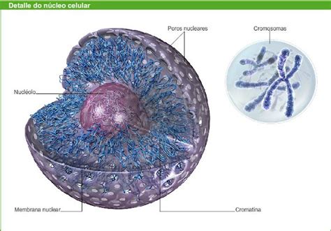 Biologia Primer AÑo NÚcleo Celular Cromosomas Y Ciclo Celular