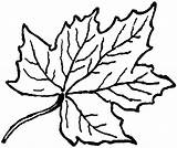 Coloring Leaf Clipart Sheet Clipground Pages sketch template