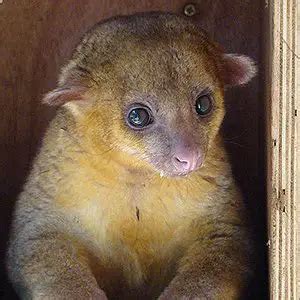 kinkajou  animal facts