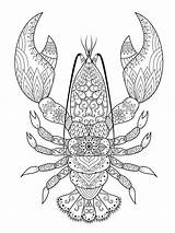 Crayfish Zentangle Adult sketch template