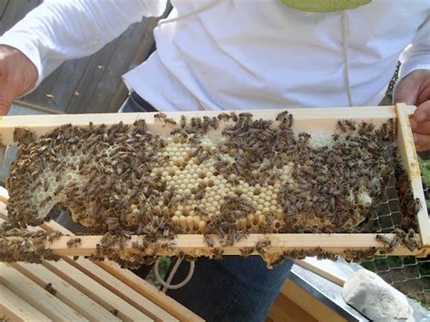 queen cells   drone frame beesource beekeeping forums