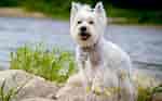 Billedresultat for West Highland White Terrier. størrelse: 150 x 93. Kilde: www.dailypaws.com