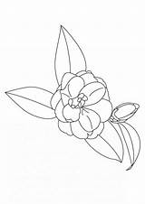 Camellia Blume Ausmalbilder Printable Coloringgames sketch template