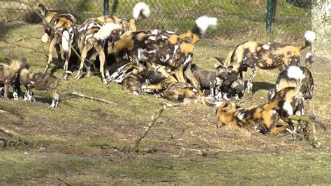afrikaanse wilde honden safaripark beekse bergen youtube