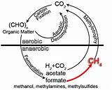 Methane Methanogenesis Methanogens Generalized Schematic Biochemistry Methylotrophic Archaea sketch template