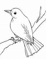 Nightingale Bird Coloring Pages Outline Color Drawings Clipart Drawing Easy Mynah Printable Birds Sheet Animals Tattoo Animal Sketches Clip Print sketch template