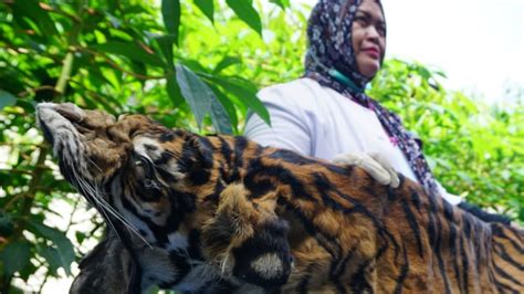 Sepanjang 2018 Ada 163 Kasus Perburuan Harimau Sumatera Di Aceh