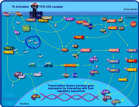 t cell receptor signaling pathway 信号通路图库 资讯 生物在线
