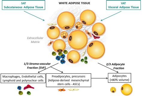 frontiers specific biological features  adipose tissue