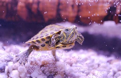 turtles eat shrimp   dried shrimp  turtles pets gal