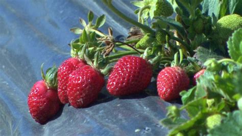 strawberries in b c fruit ripe in may now the new normal