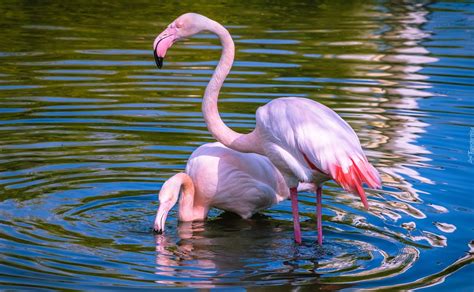 dwa flamingi  wodzie