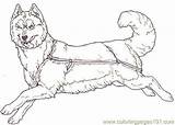Colorare Cani Sled Hunde Disegno A10 Lupo Lupi Ausmalen Tsb Facing Coloringpages101 Mammals Malvorlage Cartone Personaggio Animato sketch template