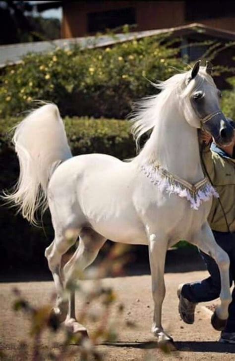 stunning horses beautiful arabian horses beautiful horses