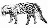 Civet Coloring Cat Clipart Pages Cats Animals Animal Color Wild 151px Formats 27kb Available sketch template