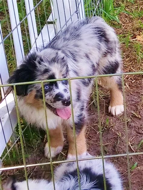shamrock rose aussies update new pictures added of available puppies 6 26 15 scroll down to